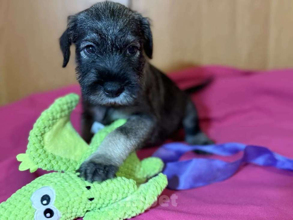 Собаки в Казани: Миттельшнауцер детки Девочка, 40 000 руб. - фото 7