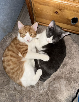 Кошки в Москве: Котик Тоша в добрые руки Мальчик, Бесплатно - фото 4