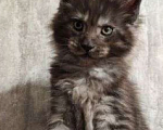 Кошки в Химках: Котята мейкуны полидакты Мальчик, Бесплатно - фото 2
