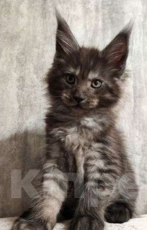 Кошки в Химках: Котята мейкуны полидакты Мальчик, Бесплатно - фото 2