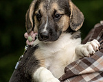 Собаки в Москве: 🐶 Стеша ищет свою семью! 🐶 Девочка, Бесплатно - фото 8