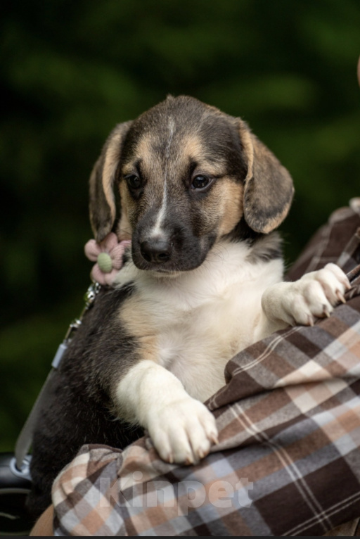 Собаки в Москве: 🐶 Стеша ищет свою семью! 🐶 Девочка, Бесплатно - фото 8