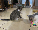 Кошки в Можайске: Котята в добрые руки бесплатно Мальчик, 1 руб. - фото 1