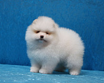 Собаки в Москве: Щенки померанского шпица Девочка, Бесплатно - фото 3