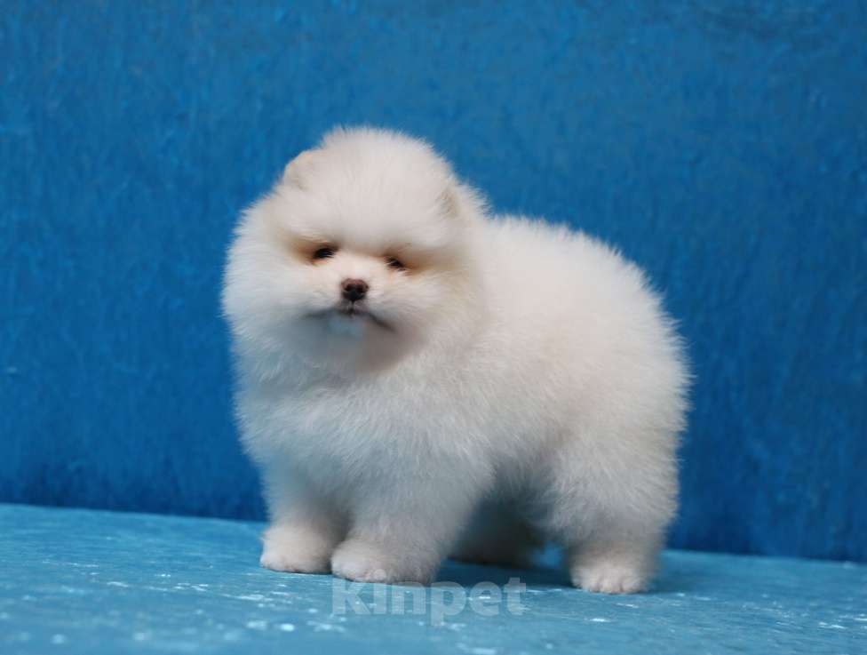 Собаки в Москве: Щенки померанского шпица Девочка, Бесплатно - фото 3