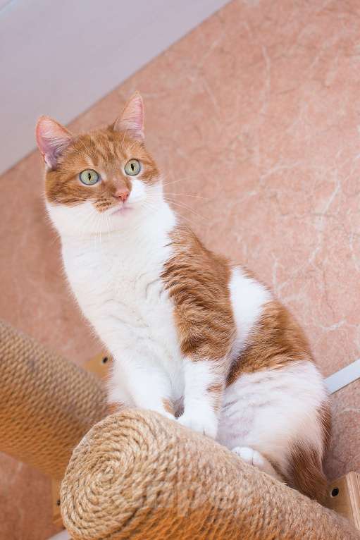 Кошки в Москве: пятый год поисков дома для: Девочка, Бесплатно - фото 4