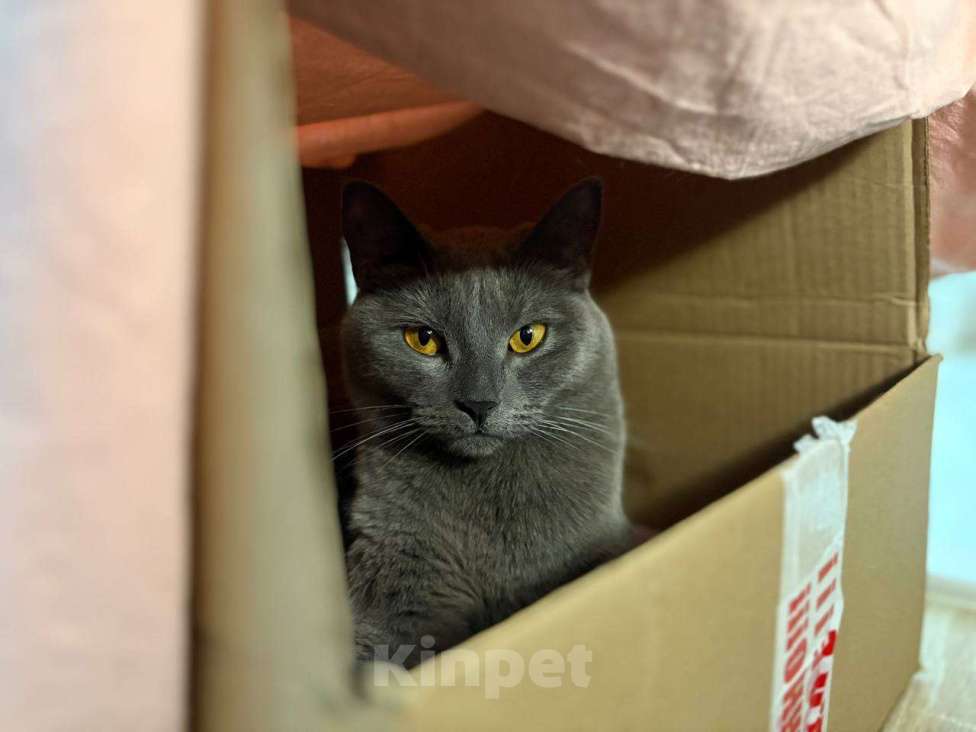 Кошки в Севастополе: Плюшевая молодая кошечка ищет дом Девочка, Бесплатно - фото 2