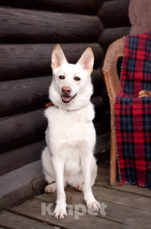 Собаки в Лосином-Петровском: Бэлла якутенок Девочка, Бесплатно - фото 9