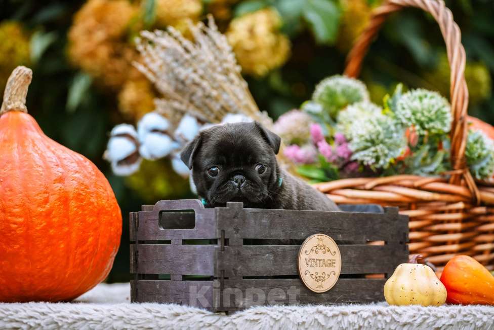 Собаки в Новосибирске: Мопс Скарлетт О'Хара Девочка, 60 000 руб. - фото 2