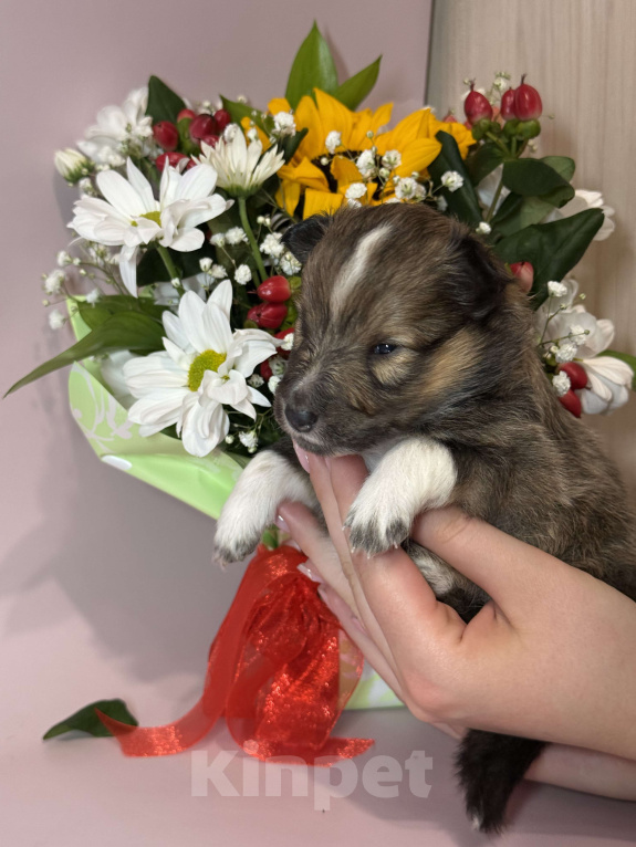 Собаки в Ярославле: Щенки Шелти Мальчик, 77 000 руб. - фото 6