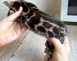 Кошки в Москве: Клубные бенгальские котята - девочка Девочка, 50 000 руб. - фото 1