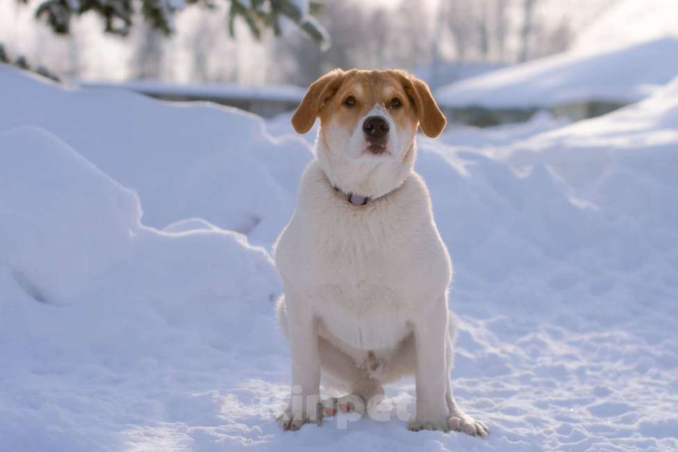 Собаки в Москве: Белый щенок Дин от папы-алабая ищет дом Мальчик, Бесплатно - фото 1