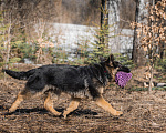 Собаки в других городах Московской области: Щенок немецкой овчарки рабочего разведения Девочка, 80 000 руб. - фото 9