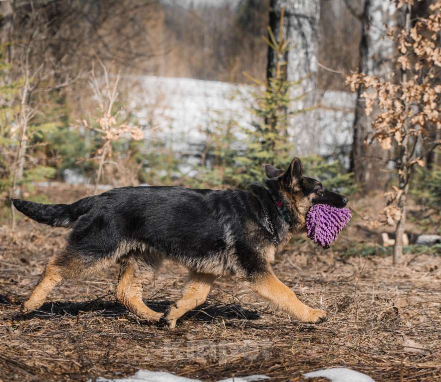 Собаки в других городах Московской области: Щенок немецкой овчарки рабочего разведения Девочка, 80 000 руб. - фото 9