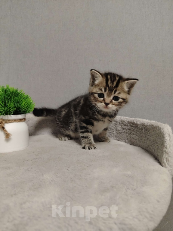 Кошки в Москве: Шотландская прямоухая девочка Девочка, 20 000 руб. - фото 5