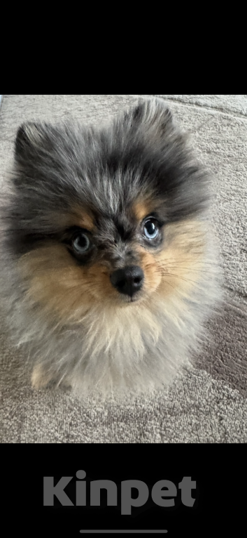 Собаки в Волгограде: Померанский шпиц Мальчик, 15 000 руб. - фото 1