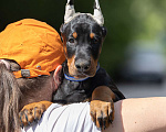 Собаки в Зеленограде: Кобель 2 мес  Мальчик, 100 000 руб. - фото 3