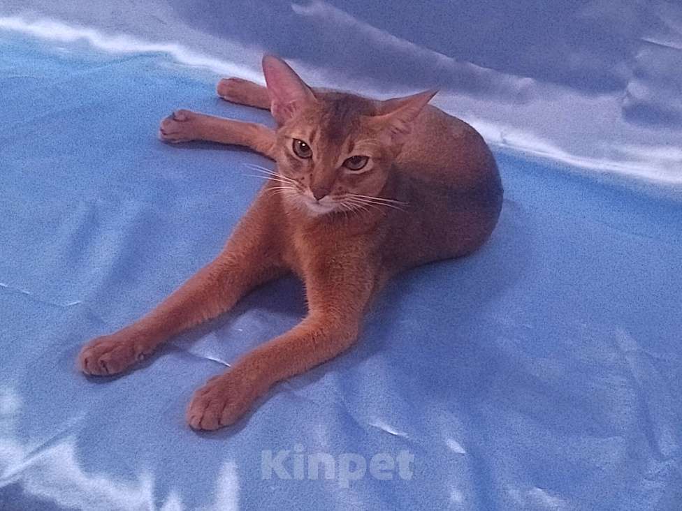 Кошки в Москве: Абиссинские котята Девочка, 30 000 руб. - фото 4