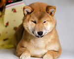 Собаки в Перми: Сиба ину девочка РКФ идеальный компаньон порода Девочка, 75 000 руб. - фото 2