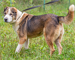 Собаки в Подольске: Умница, красавица собачка Торри ищет дом. Девочка, Бесплатно - фото 7