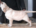 Собаки в Санкт-Петербурге: Предлагаем перспектмвных  щенков Мальчик, 60 000 руб. - фото 2