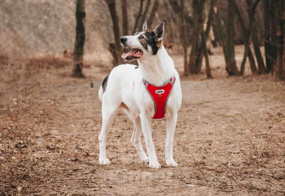Собаки в Москве: Гоша - уникальный, добрый пёс-друг из приюта в добрые руки Мальчик, Бесплатно - фото 4