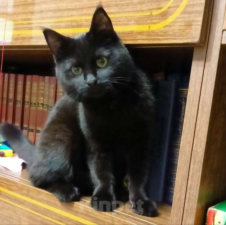 Кошки в Москве: Очаровательные котята Василий и Багира ищут свои семьи! Мальчик, Бесплатно - фото 4