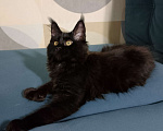Кошки в Майкопе: Девочка полидакт в шикарной чёрной шубке Девочка, 35 000 руб. - фото 4