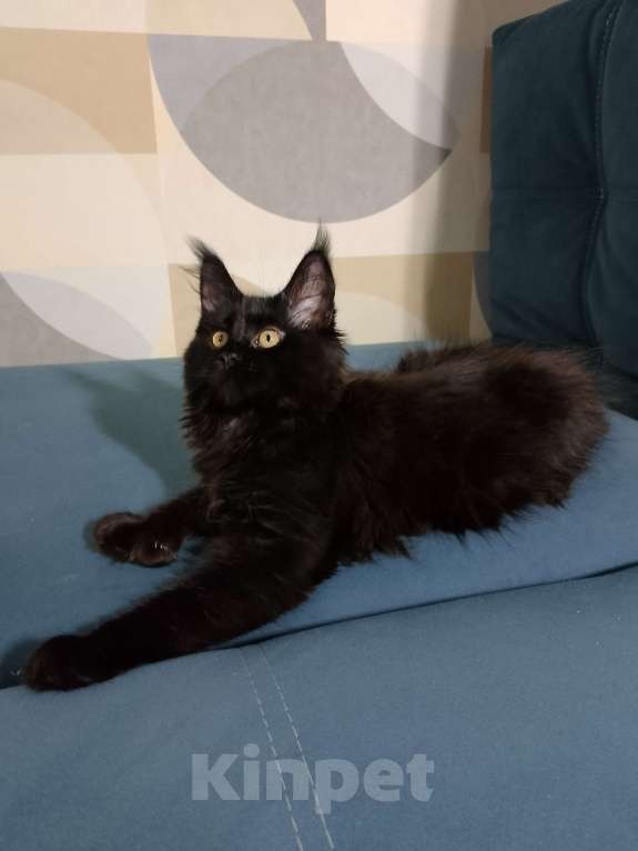 Кошки в Майкопе: Девочка полидакт в шикарной чёрной шубке Девочка, 35 000 руб. - фото 4
