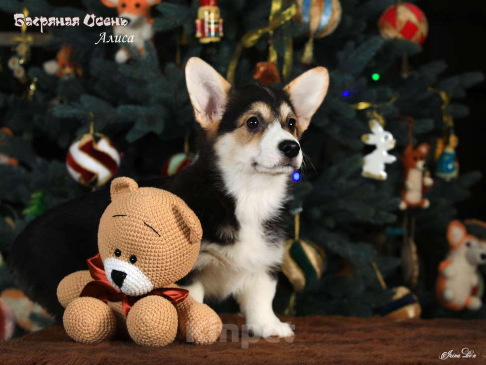 Собаки в других городах Московской области: Девочка вельш корги пемброк Девочка, 70 000 руб. - фото 1