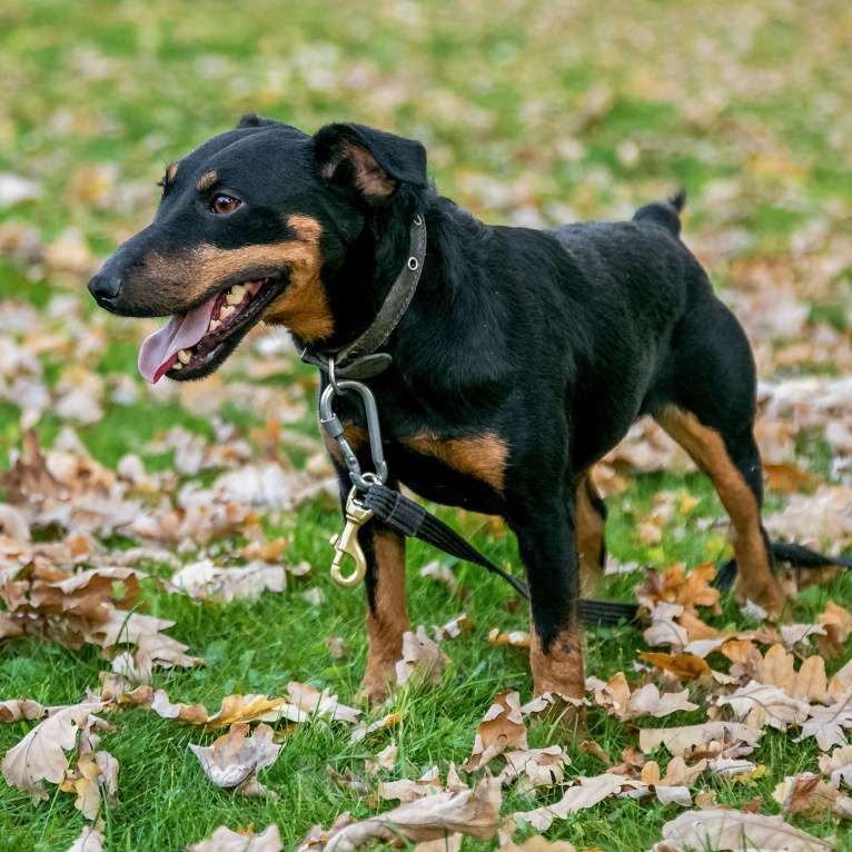 Собаки в Москве: Кекс, ягдтерьер Мальчик, Бесплатно - фото 5