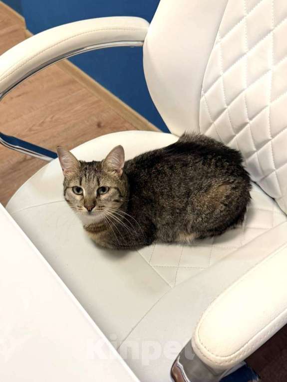 Кошки в Москве: Ищем заботливого, чуткого человека для Лисёны! Девочка, 734 руб. - фото 6