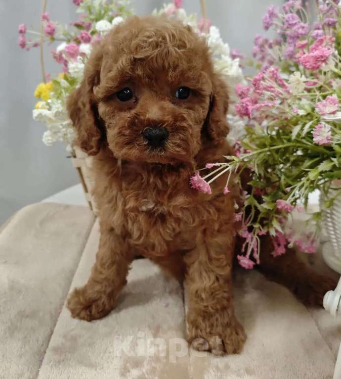 Собаки в Твери: Щенки пуделя. Разнополые, 60 000 руб. - фото 8