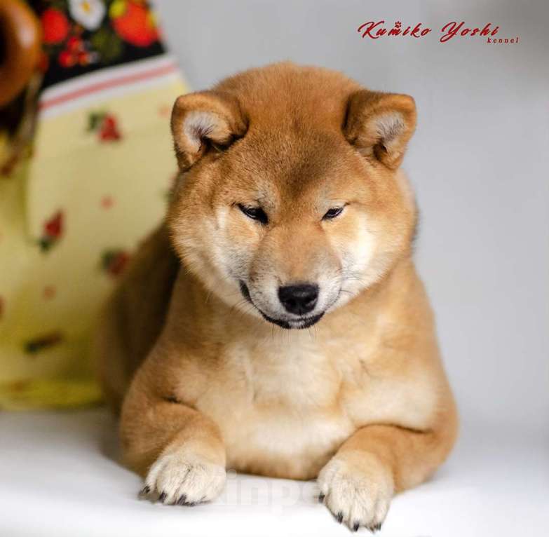 Собаки в Перми: Сиба ину девочка РКФ идеальный компаньон порода Девочка, 75 000 руб. - фото 2