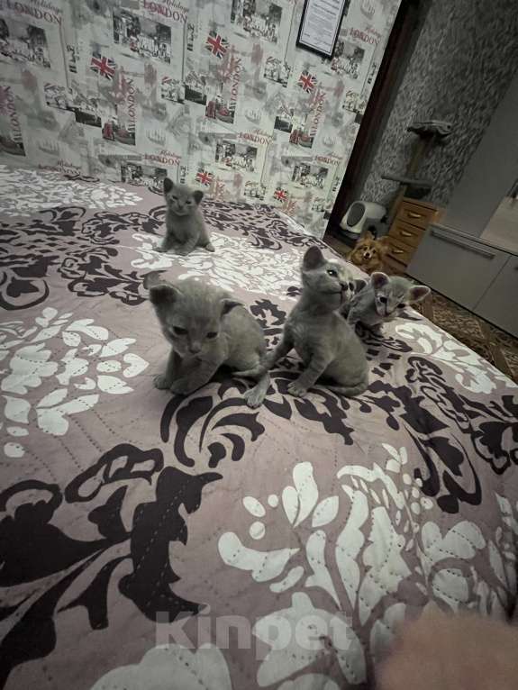 Кошки в Москве: Котята канадского сфинка Девочка, 16 000 руб. - фото 7