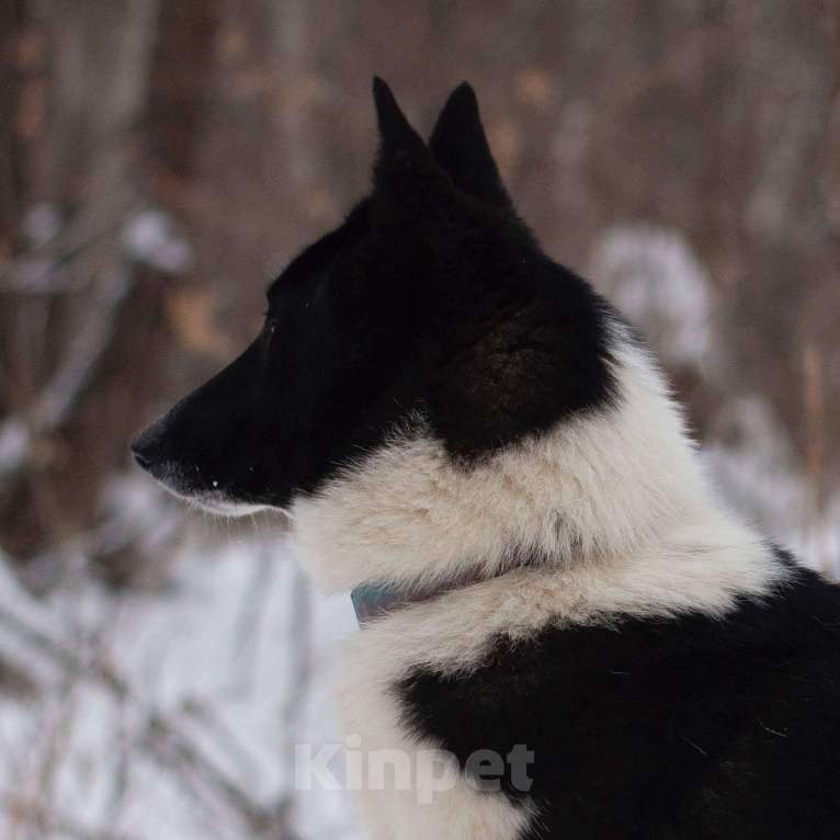 Собаки в Москве: Поппи Девочка, Бесплатно - фото 4