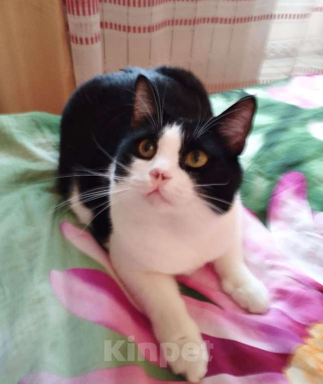 Кошки в Москве: Особенная  кошечка Китти ждёт свою семью  Девочка, Бесплатно - фото 2