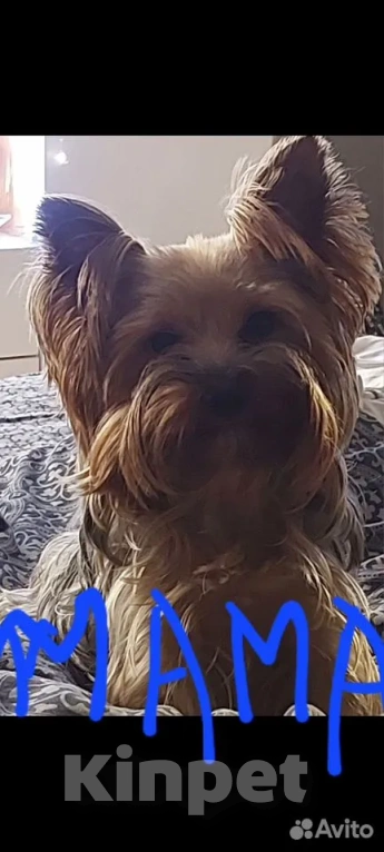 Собаки в Санкт-Петербурге: Йоркширский терьер Девочка, 40 000 руб. - фото 3