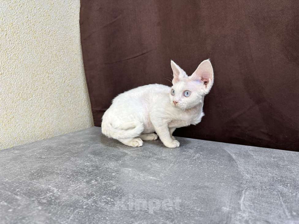 Кошки в Москве: белая кошечка девон рекс с голубыми глазами Девочка, 90 000 руб. - фото 5