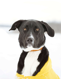 Агат в надёжные руки