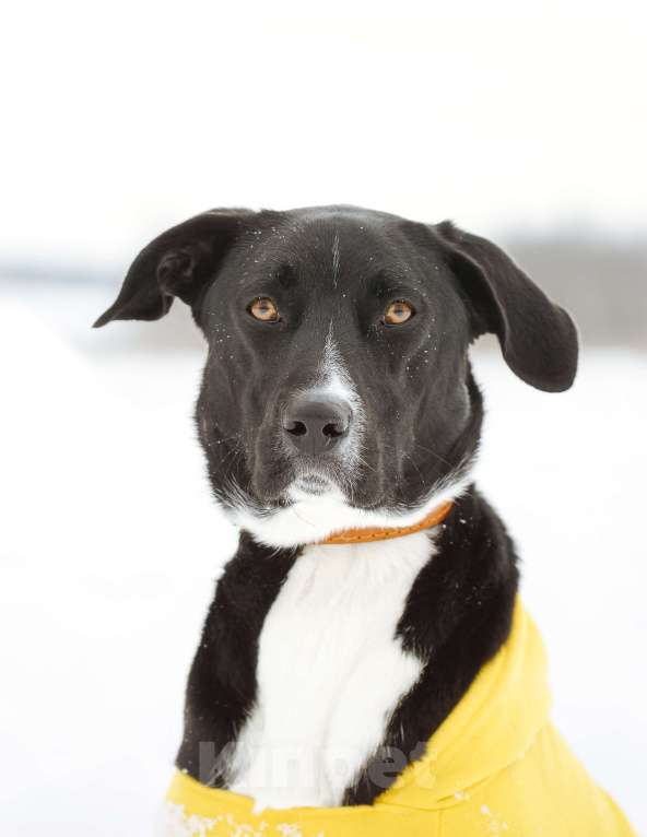 Собаки в Ореховом-Зуево: Агат в надёжные руки Мальчик, Бесплатно - фото 1