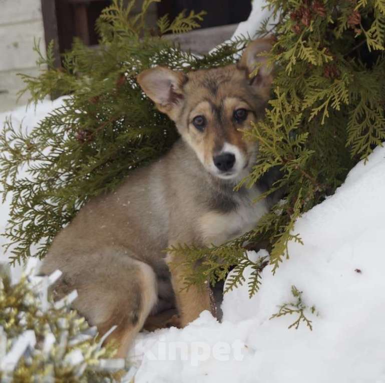 Собаки в Москве: Милые щенки — мальчишки в добрые руки. Вырастут небольшие Мальчик, 1 руб. - фото 5