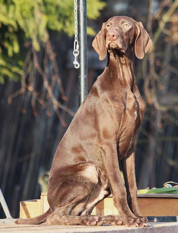 Собаки в других городах Московской области: Щенок  курцхаар Мальчик, 150 000 руб. - фото 9