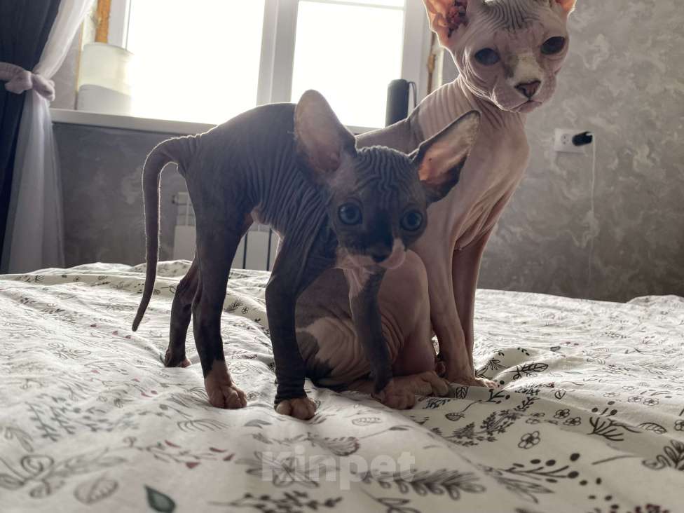 Кошки в Омске: Котята канадского сфинкса Мальчик, 15 000 руб. - фото 10