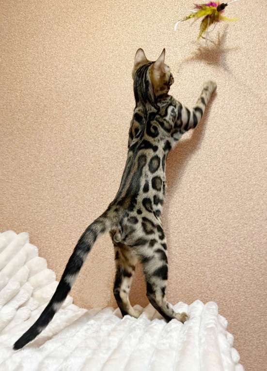 Кошки в Омске: Мегаласковый бенгальский котик  Мальчик, 55 000 руб. - фото 4