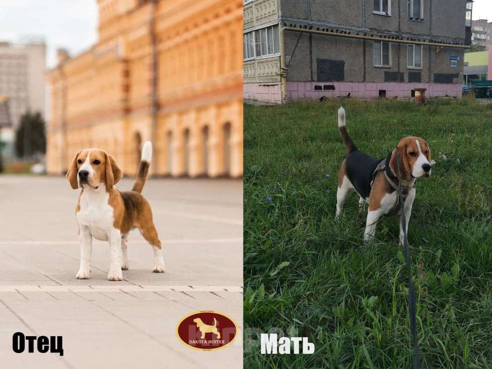 Собаки в Нижнем Новгороде: Бигль девочка ищет любящего и заботливого хозяина Девочка, 30 000 руб. - фото 5