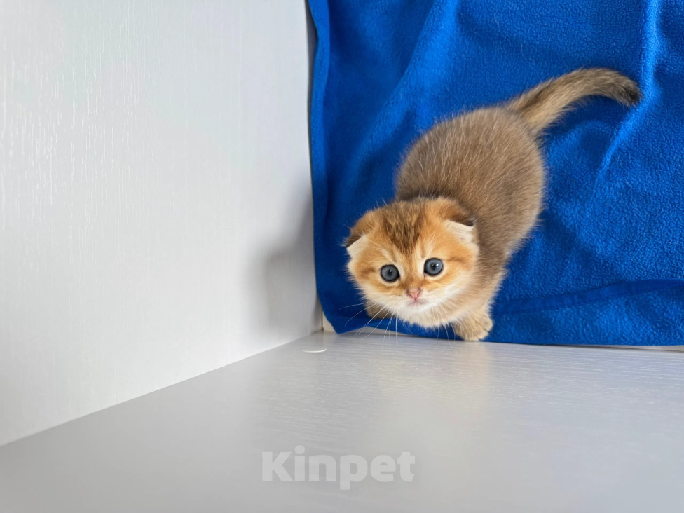 Кошки в Москве: Шотландский вислоухий котенок. Золотая шиншилла Мальчик, Бесплатно - фото 8