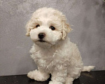 Собаки в Мытищах: щенки Бишон Фризе Мальчик, 70 000 руб. - фото 5