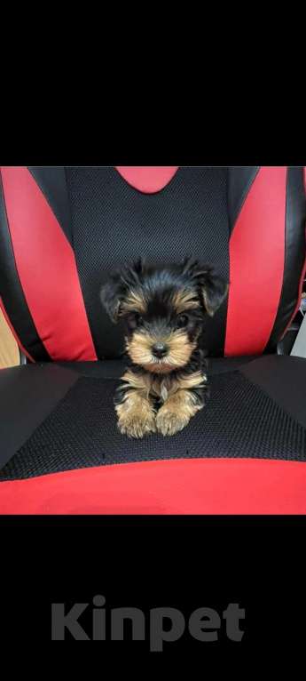 Собаки в других городах Тюменской области: Девочка  Девочка, 17 000 руб. - фото 4