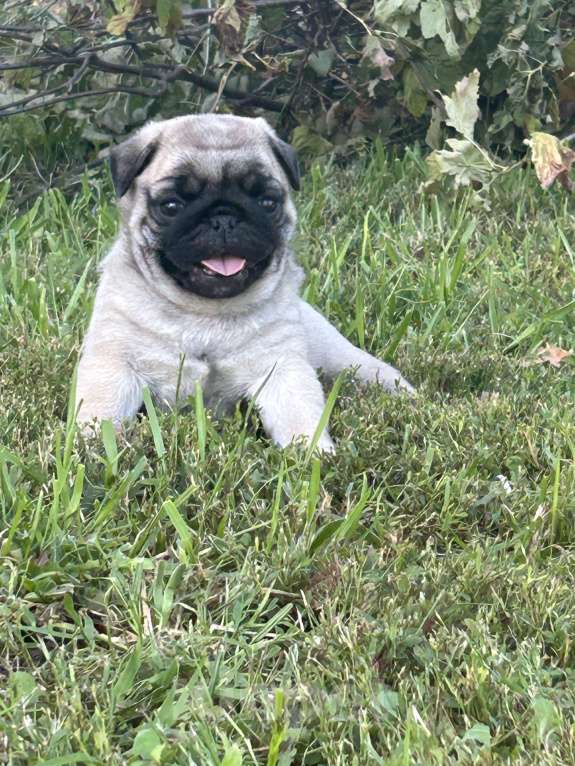 Собаки в других городах Самарской области: Очаровательные мопсики Мальчик, Бесплатно - фото 3